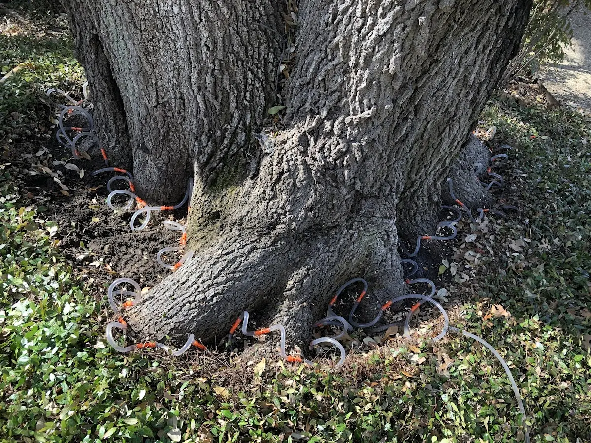 Detailed Tree Cabling and Bracing job site in Annawan